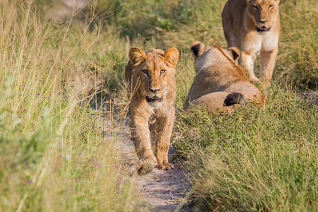 年轻的狮子走向博茨瓦纳乔贝公园的摄像头图片