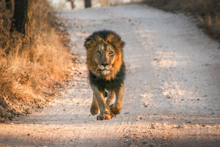 狮子走向摄影机在南非马卡拉利狩猎保留地图片