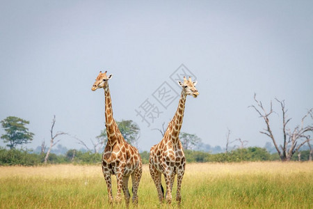 在博茨瓦纳乔贝公园的草地上站着两只长颈鹿图片