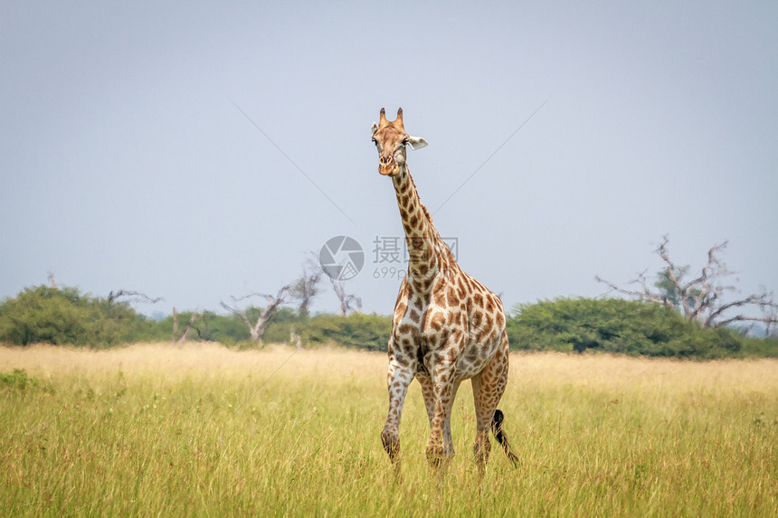 Giraffe在博茨瓦纳乔贝公园的草地上行走图片