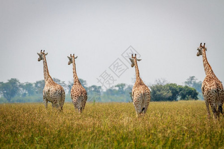一群Giraffes人远离博茨瓦纳乔贝公园的摄像头图片