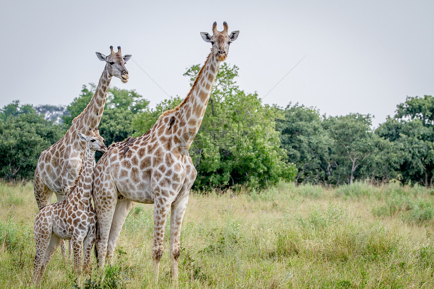 博茨瓦纳乔贝公园的摄像头旁有两条长颈鹿图片