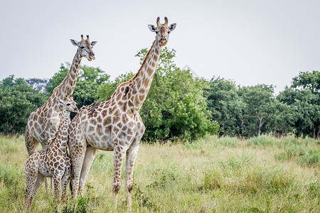 罗斯柴尔德长颈鹿博茨瓦纳乔贝公园的摄像头旁有两条长颈鹿背景