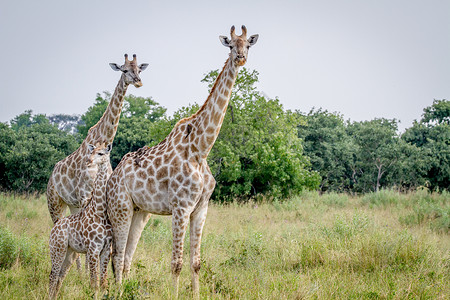 罗斯柴尔德博茨瓦纳乔贝公园的摄像头旁有两条长颈鹿背景
