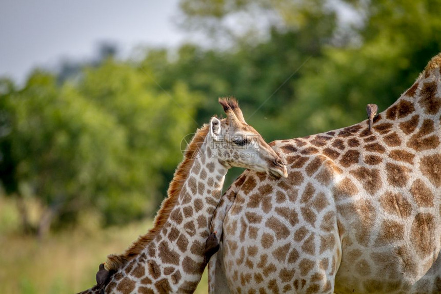 Giraffe年轻时与母亲一起站在博茨瓦纳乔贝公园图片