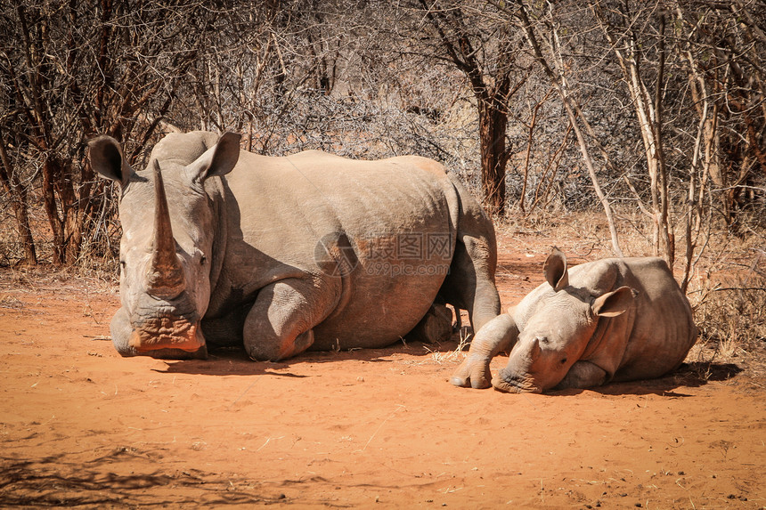怀特犀牛母亲带着一个孩子Rhino南非图片