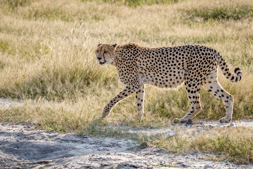 Cheetah在博茨瓦纳乔贝公园的草地上行走图片