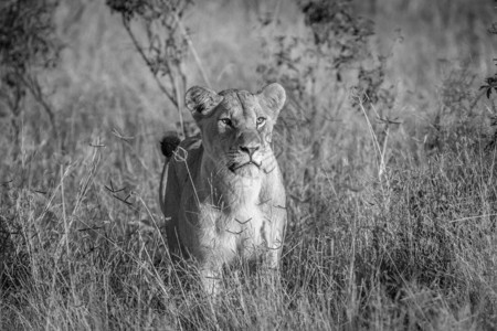 在博茨瓦纳乔贝公园里狮子站在草地上黑白不图片