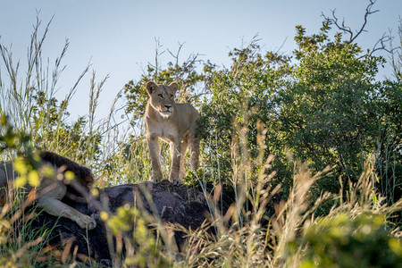女狮站在博茨瓦纳乔贝公园的一块岩石上图片