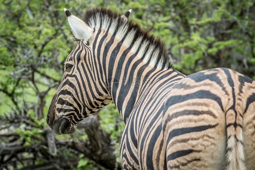 纳米比亚Etosha公园Zebra的侧面简介图片