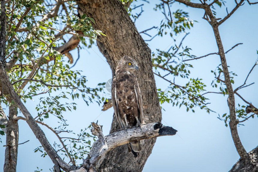 坐在南非克鲁格公园的树枝上棕色蛇鹰图片