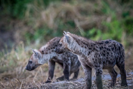 博茨瓦纳乔贝公园的两名奇特年轻斑点土狼图片