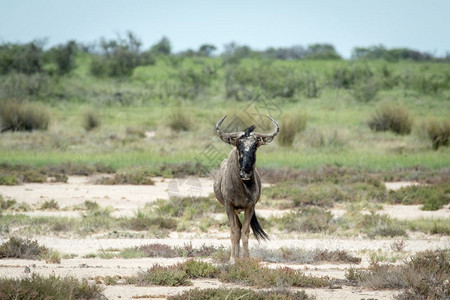 在纳米比亚Etosha公园的摄像头中图片