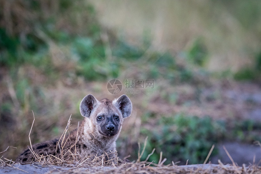 年轻斑点的土狼在博茨瓦纳乔贝公园的摄像头上表演图片