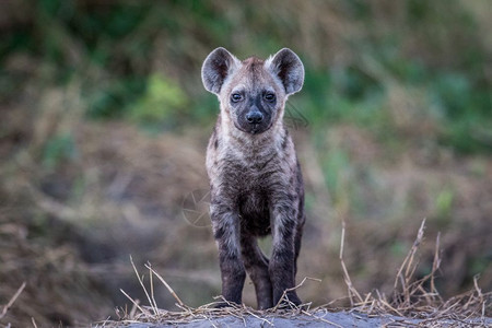 年轻斑点的土狼在博茨瓦纳乔贝公园的摄像头上表演图片