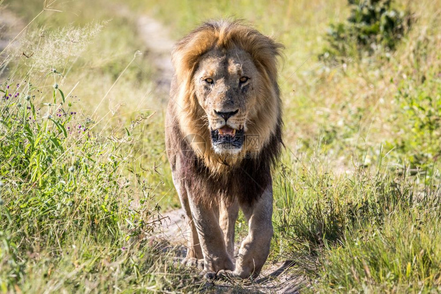 大雄狮子走向博茨瓦纳乔贝公园的摄像头图片