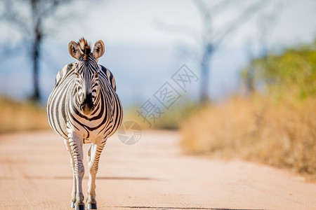 斑马在南非克鲁格公园的路上行走背景图片