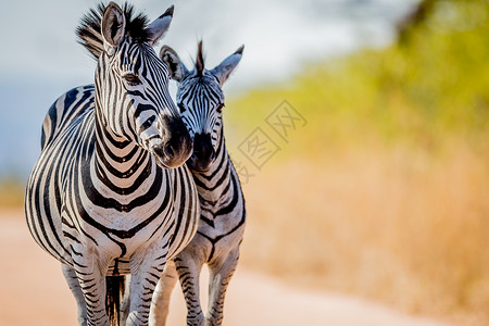 南非克鲁格公园的两个斑马连结图片