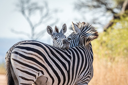 南非克鲁格公园的Zebras图片