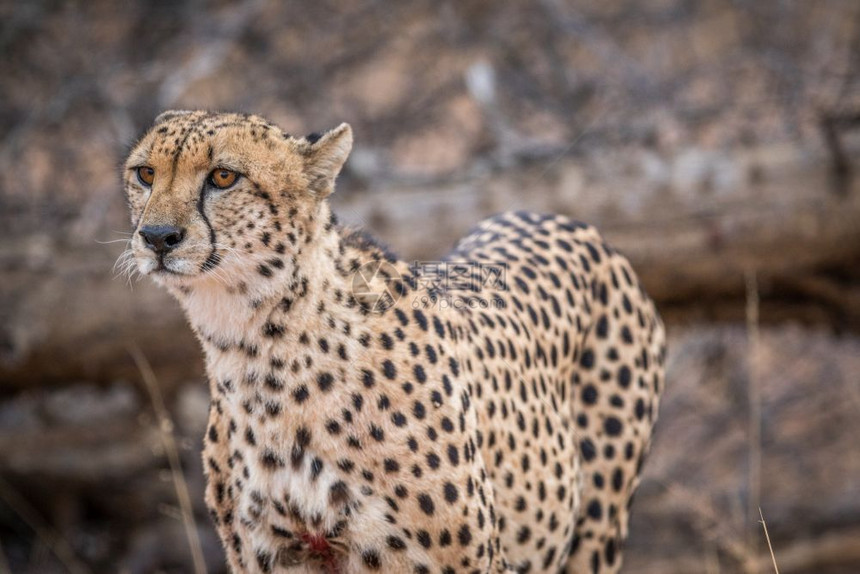 南非克鲁格公园的Cheetah主演图片