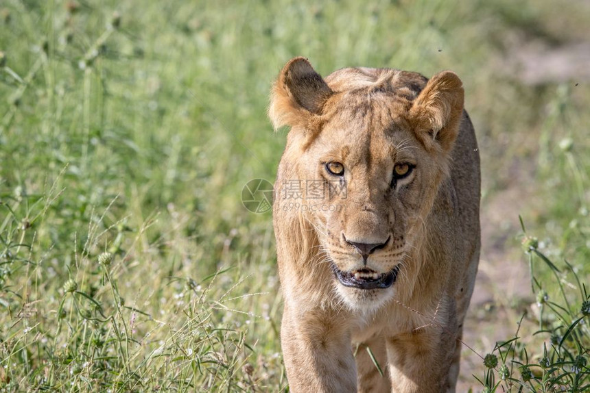 狮子走向博茨瓦纳乔贝公园的摄像头图片