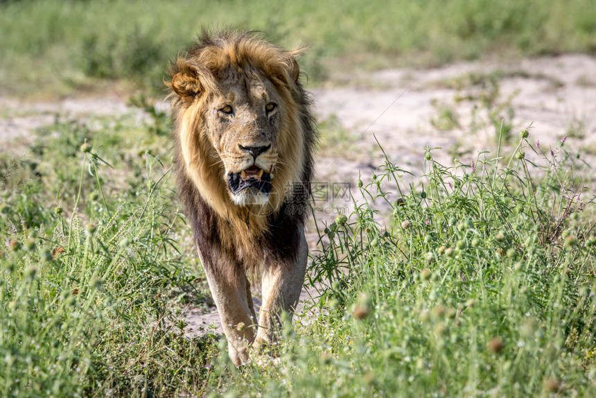 大雄狮子走向博茨瓦纳乔贝公园的摄像头图片