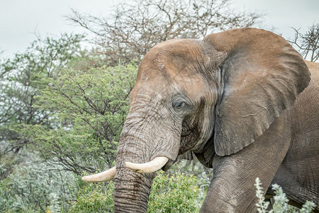 纳米比亚Etosha公园大象的侧面简介图片