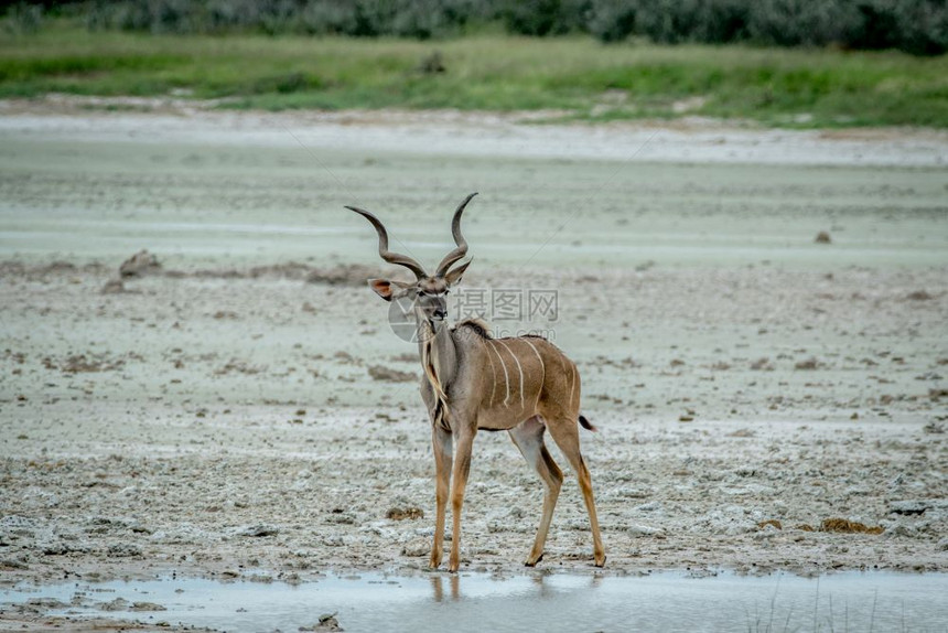 MaleKudu站在纳米比亚Etosha公园的水面上图片