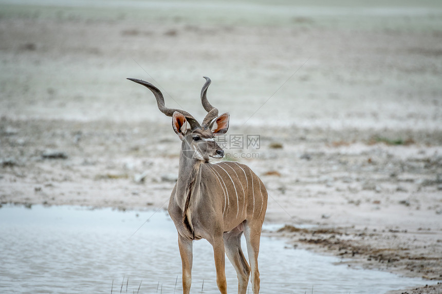 MaleKudu站在纳米比亚Etosha公园的水面上图片