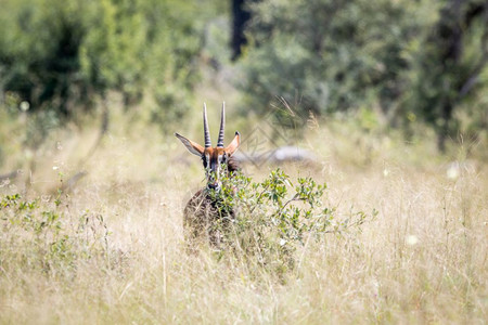 躲在津巴布韦黄盖公园的灌木丛后面年轻有线羚羊背景图片