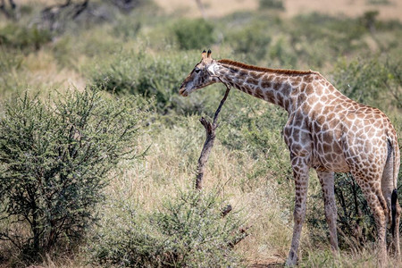 南非皮拉内斯堡公园的一棵死树上划伤了长颈鹿图片