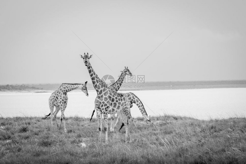 一群Giraffes人站在纳米比亚Etosha公园的黑白水坝旁边草地上图片