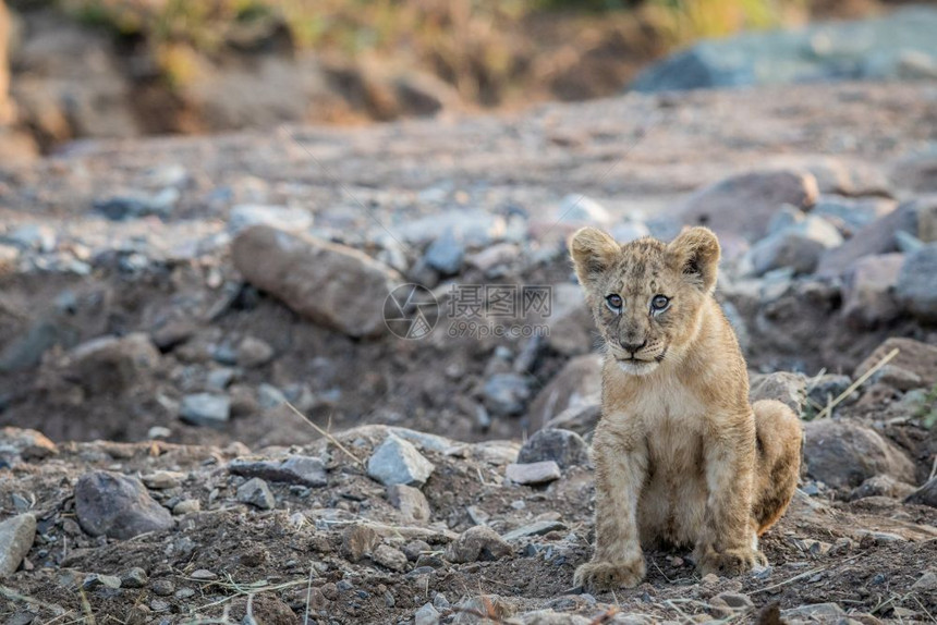 狮子幼崽坐在南非皮拉内斯贝格公园的岩石河床上图片
