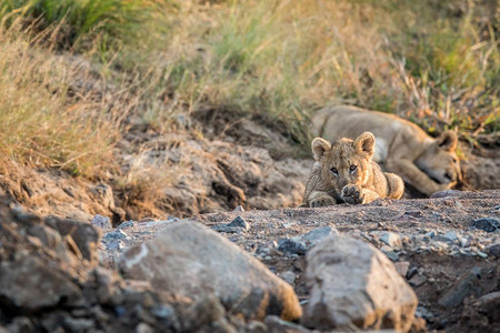 狮子幼崽躺在南非皮拉内斯贝格公园的岩石河床上图片