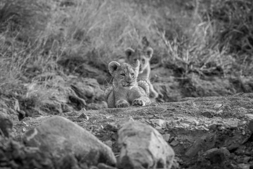 狮子幼崽躺在南非皮拉内斯贝格公园黑白的岩石河床上图片