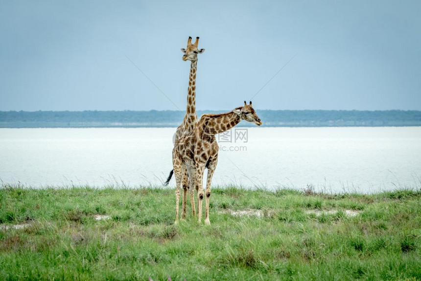 在纳米比亚Etosha公园水坝旁边的草地上站着两只长颈鹿图片