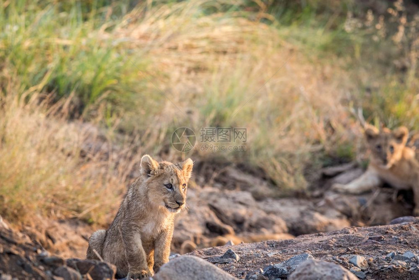 狮子幼崽坐在南非皮拉内斯贝格公园的岩石河床上图片