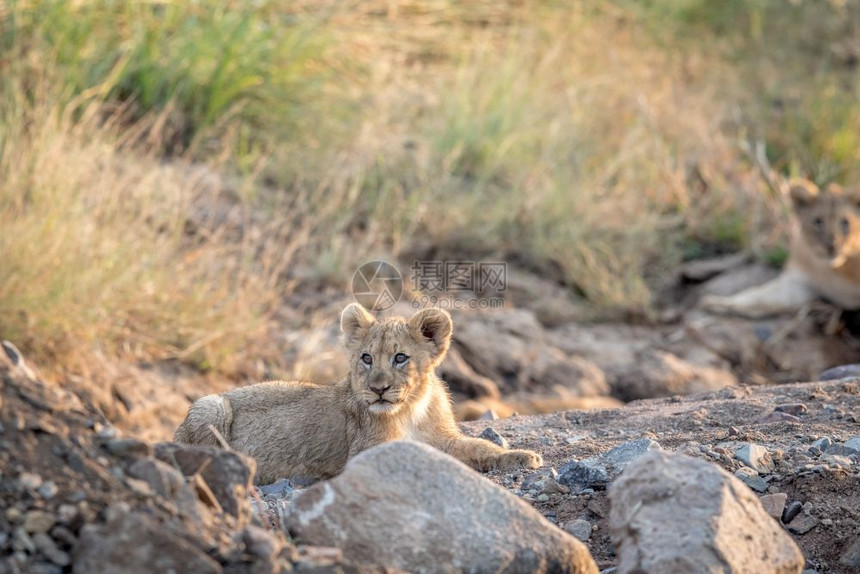 狮子幼崽躺在南非皮拉内斯贝格公园的岩石河床上图片