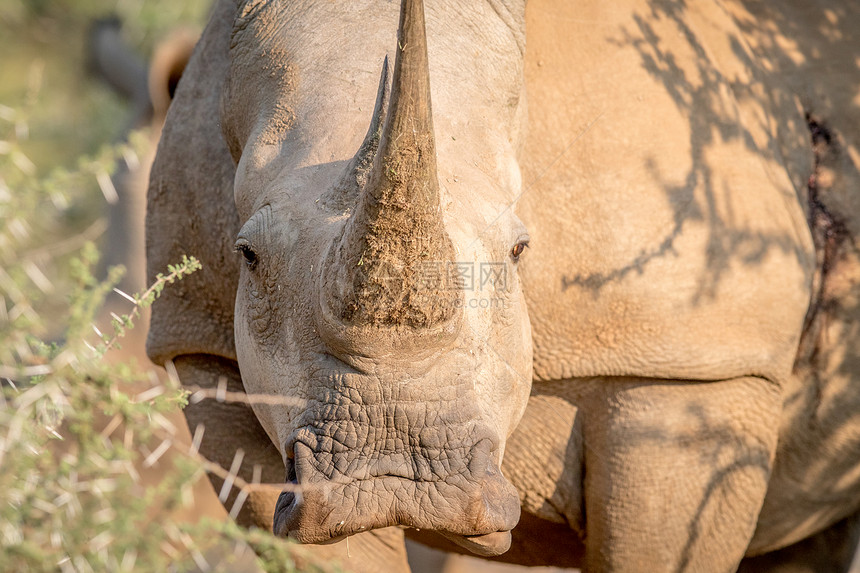 白犀牛盯着摄影机看南非图片