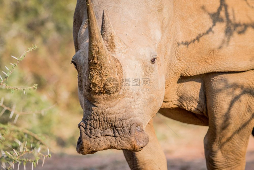 白犀牛盯着摄影机看南非图片