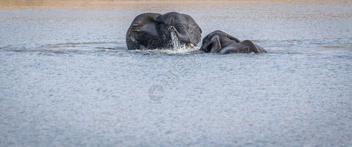 两只大象在南非克鲁格公园的水中玩耍背景图片