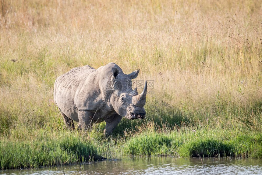 白犀牛站在水边南非图片