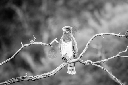 南非皮拉内斯贝格公园一条黑白树枝上坐着蛇鹰图片