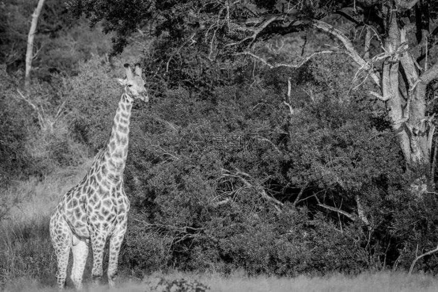 Giraffe站在南非克鲁格公园的草地上图片