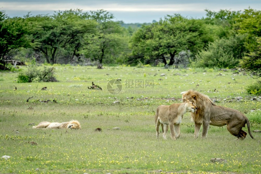 在纳米比亚Etosha公园的草地上结交一对狮子图片