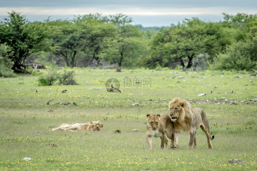 在纳米比亚Etosha公园的草地上行走狮子情侣图片