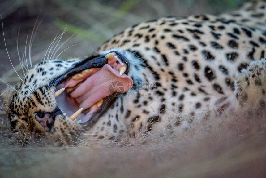 在南非克鲁格公园女豹子躺下打哈欠图片