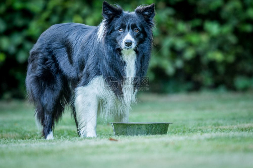 黑白边框Collie盯着镜头看图片