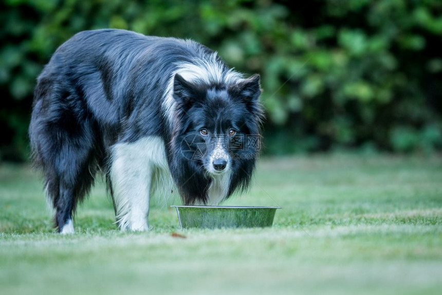 黑白边框Collie盯着镜头看图片