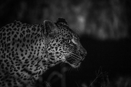 南非克鲁格公园黑白女豹的侧面简介高清图片